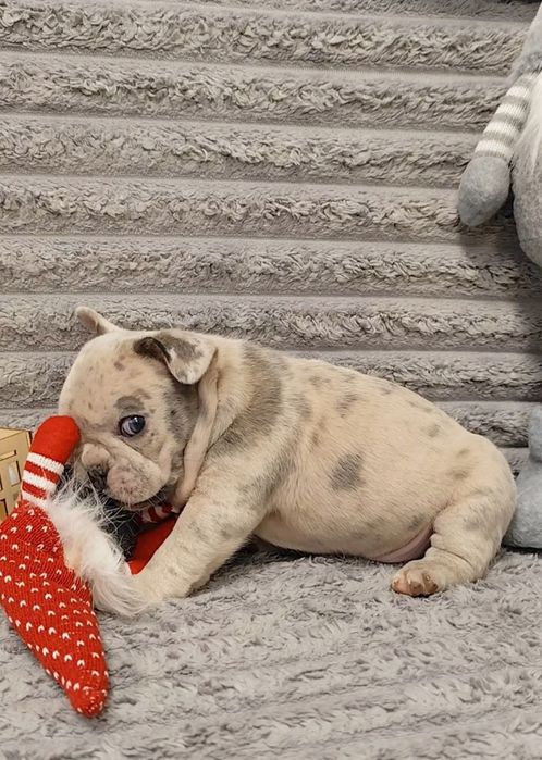 Французький бульдог