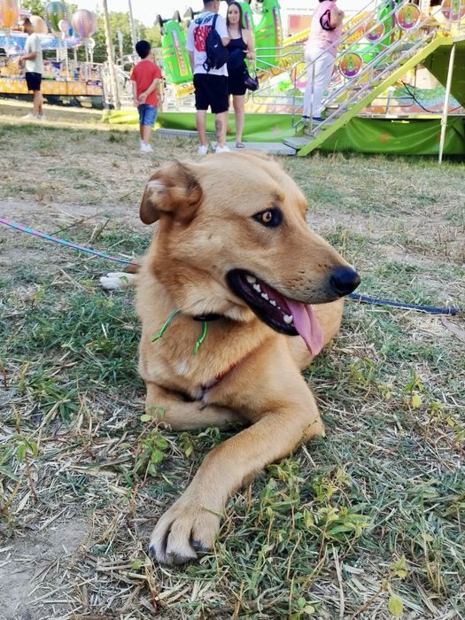 Machos de 1 ano e meio para adoção responsável