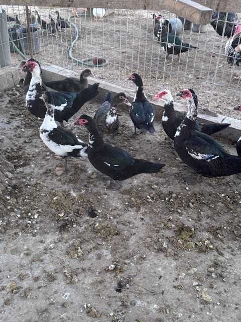 Vendem-se Patos adultos vivos no Pinhal Novo