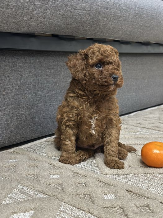 Той пудель ред браун