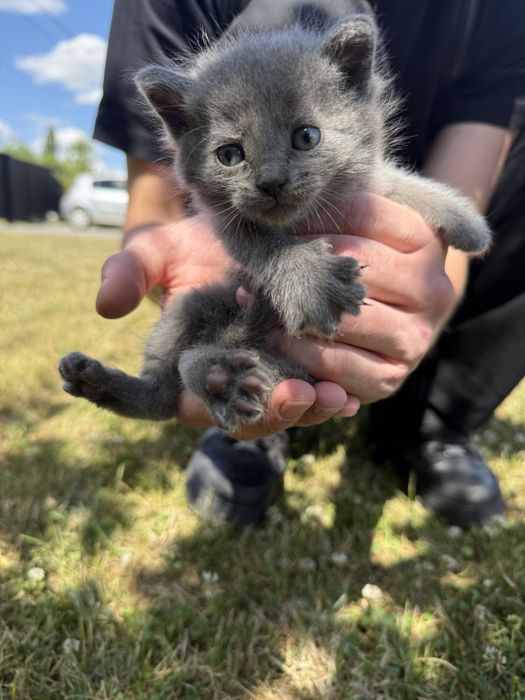 Котики у хороші руки