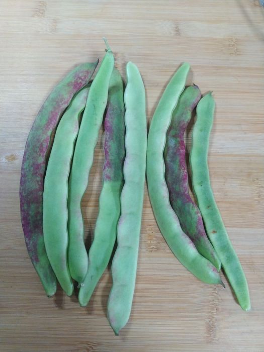 Feijão verde biológico produção caseira