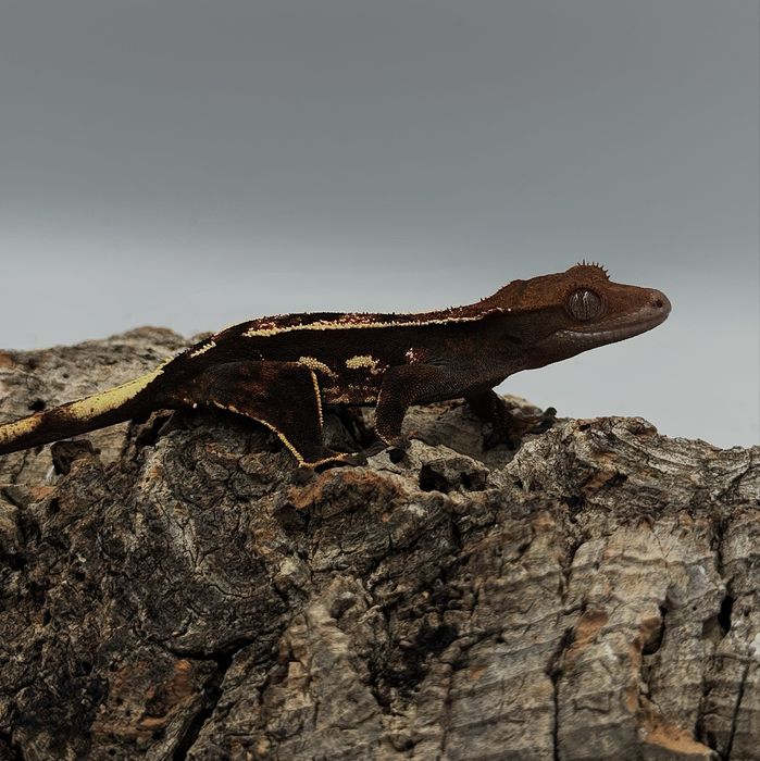 Gekony orzesione wlasna hodowla