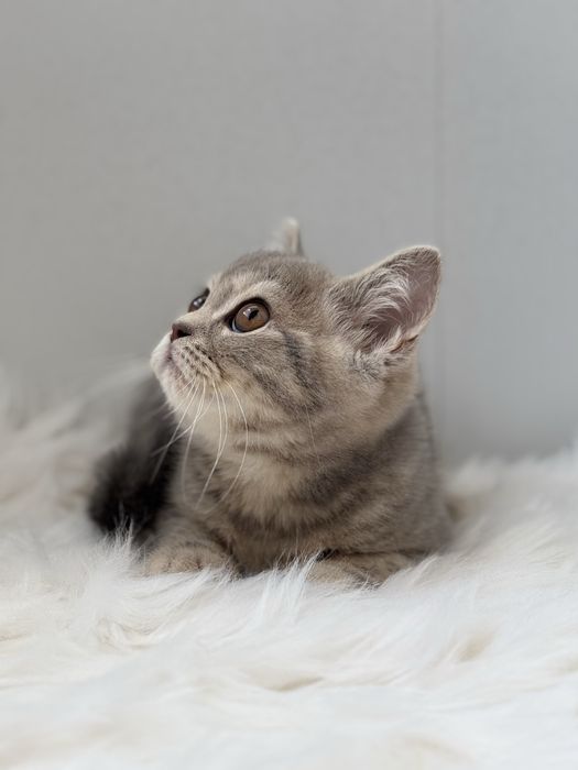 Скоттиш страйт мальчик лиловый табби Шотландец котик