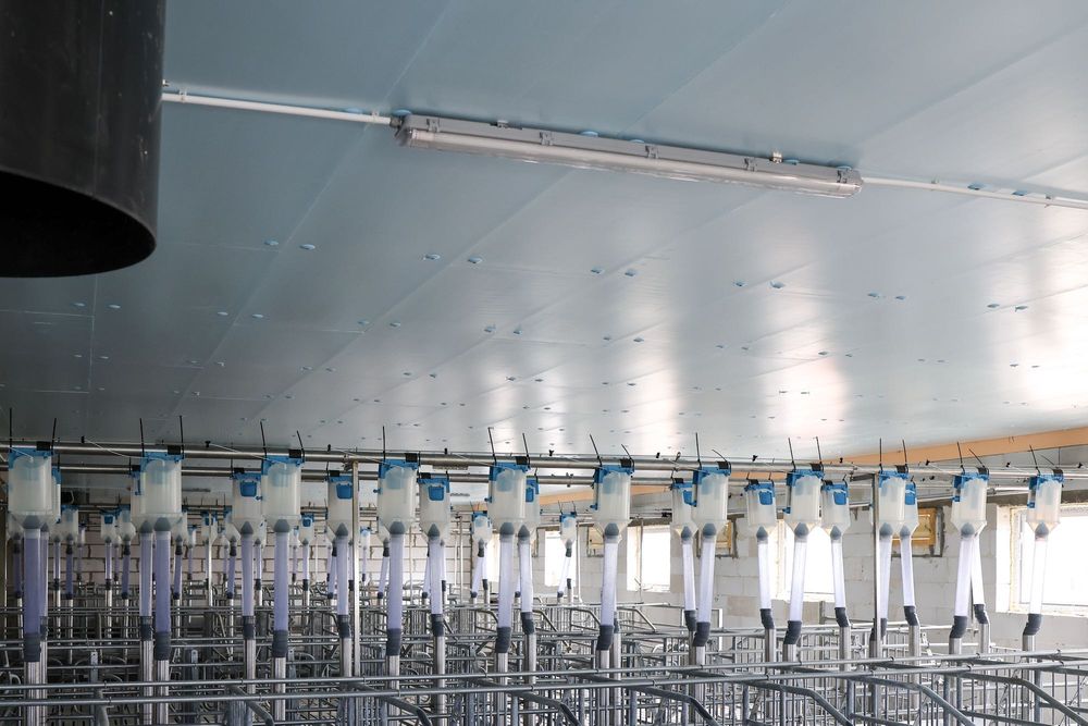 Ocieplenie Izolacja Odchowalni Prosiąt Porodówki Styrodur XPS AGRO