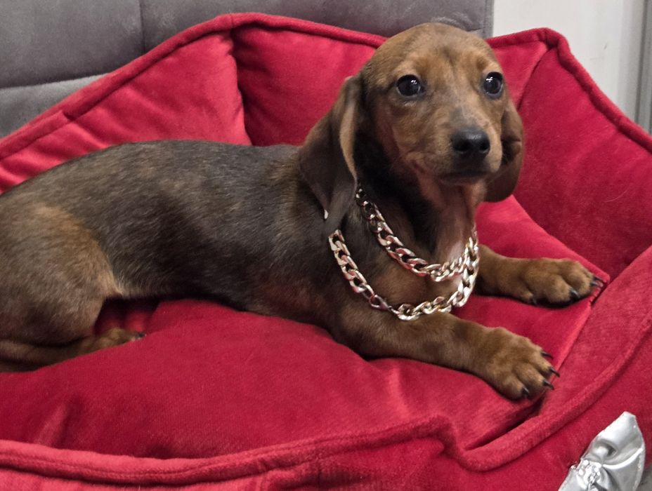 Po matce kroliczej malutka jamniczka merle