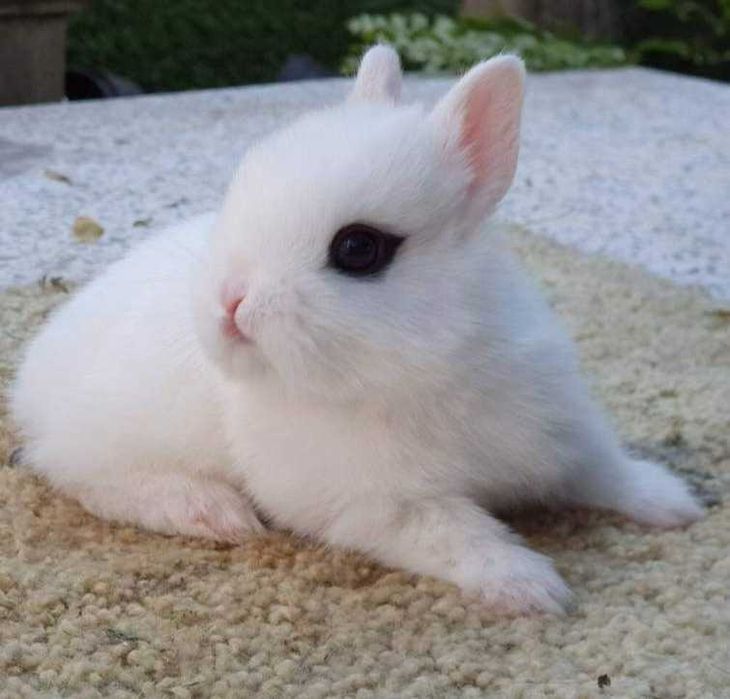 KIT Coelhos anões mini teddy e holandês mini muito fofos