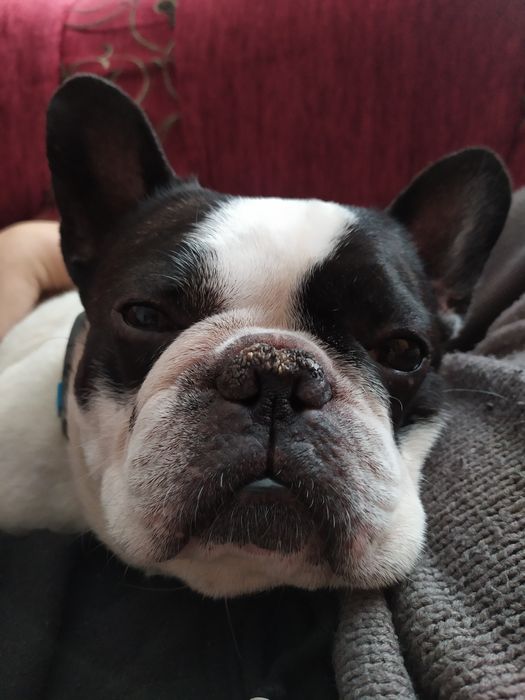 Перетримка у квартирі або вигул котів та собак.