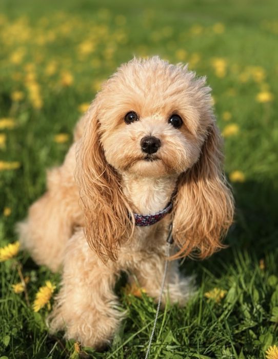 Malutki piesek Maltipoo F1B