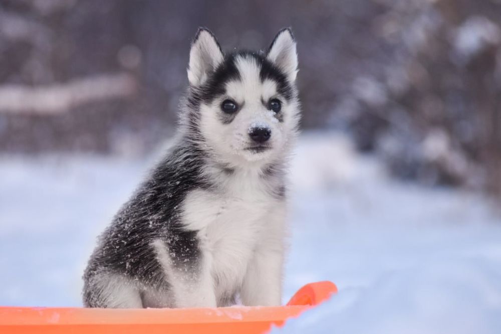 Хлопчик сибірський хаскі