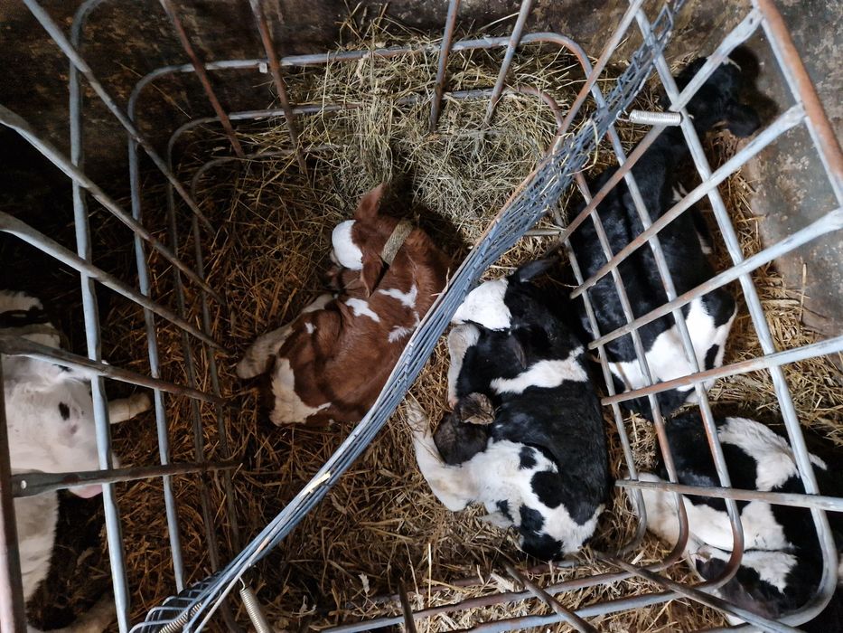 Byczki I jałoszki od rolnika