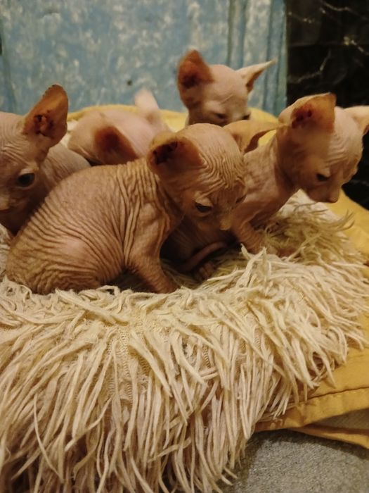 Вязка канадський сфінкс