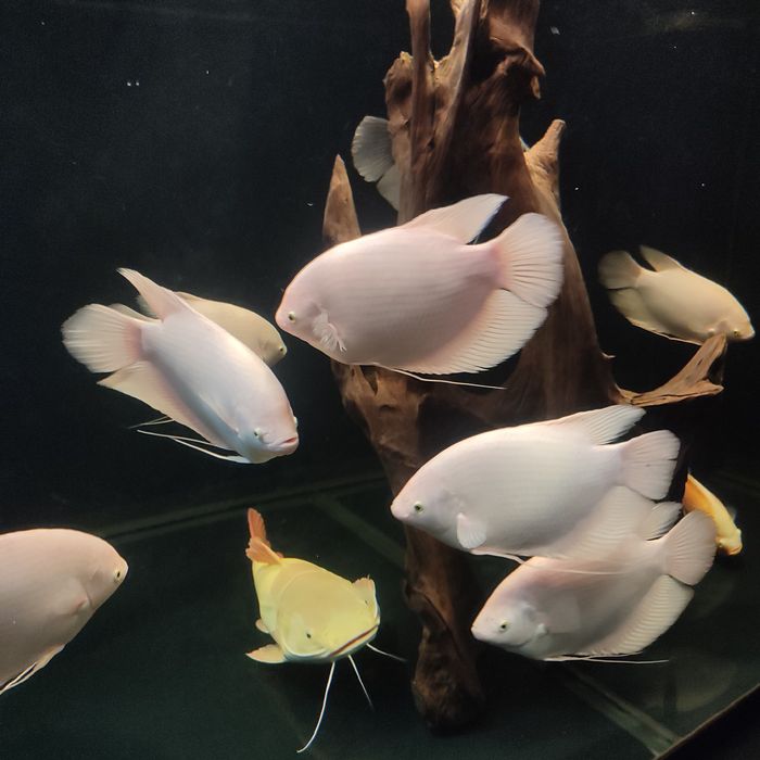 GURAMI Olbrzymie albino gold