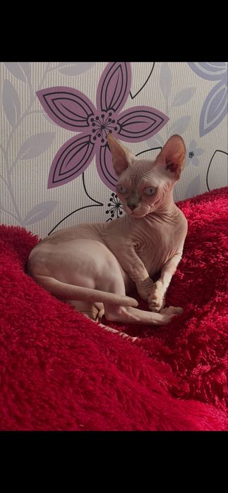 Котенята різного віку