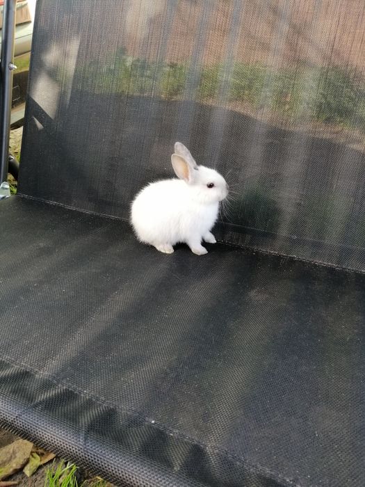 Króliczek karzełek Teddy i gładki