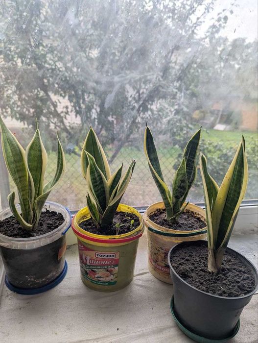 Кімнатні рослини (бегонія, дендробіум, сансівєра)