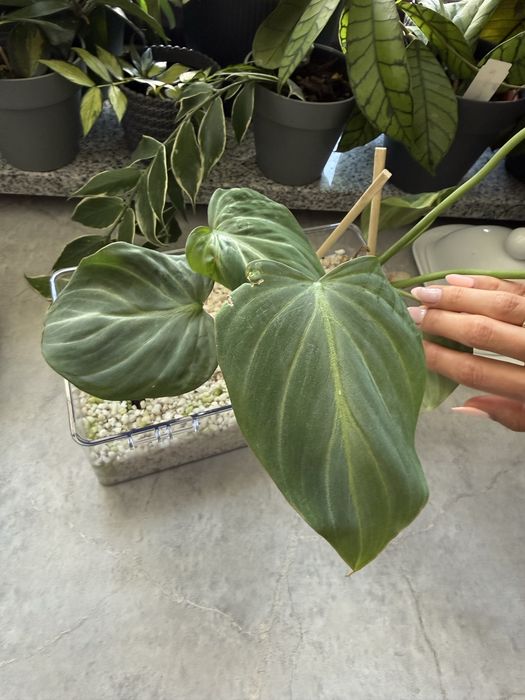 Philodendron gloriosum