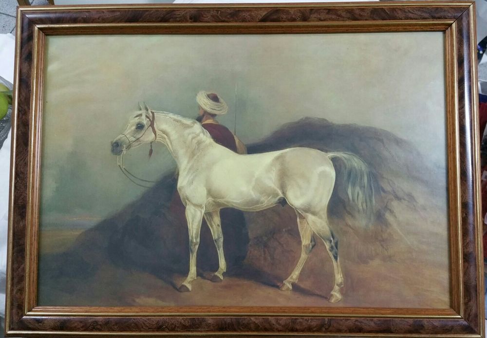 Estampas de cavalos Árabes