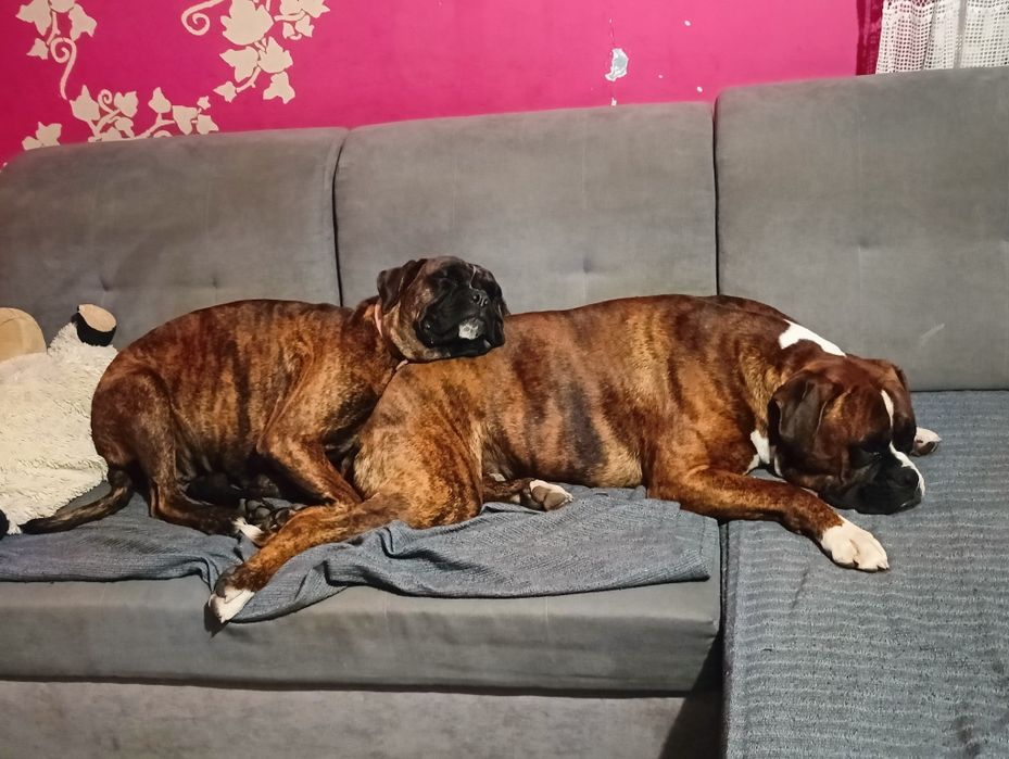 Suczka bokser biszkoptowe