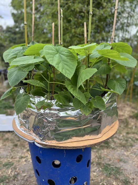 Paulonia elongata, paulownia elongata , data do plantio , janeiro