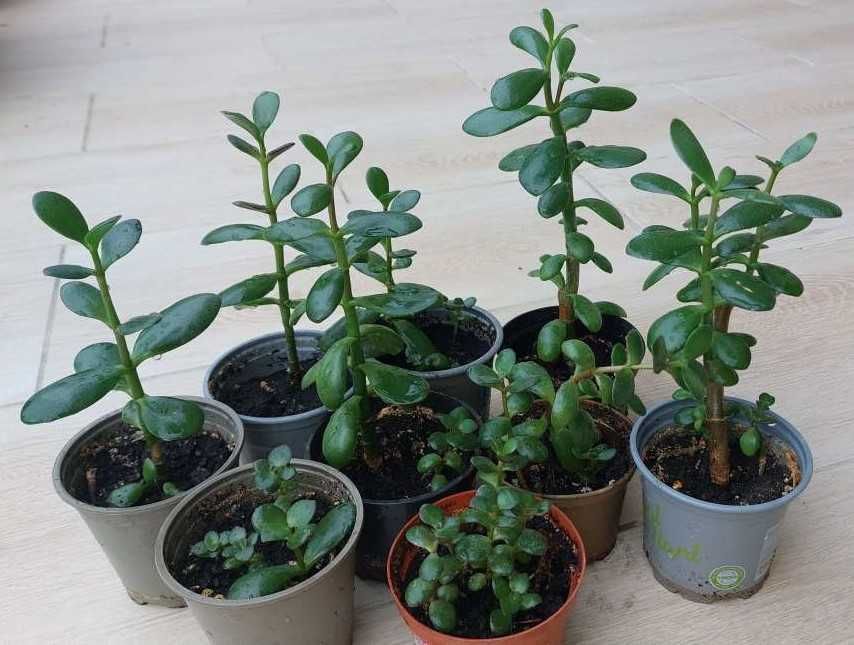 OKAZJA Drzewko Szczęścia Grubosz Crassula ovata