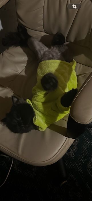 Одяг для котів, або маленької собаки