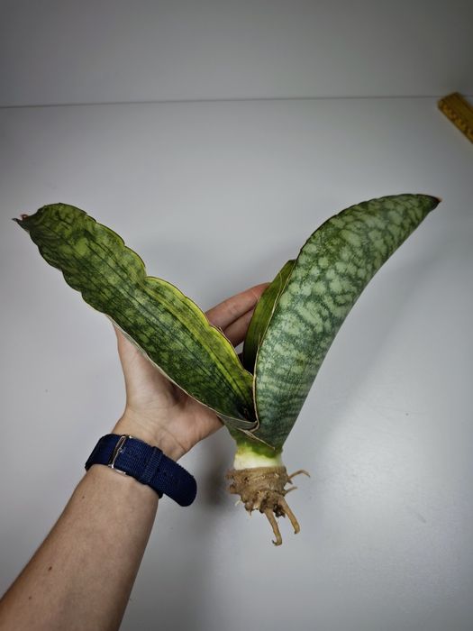Sansevieria Mafinga Es849 var