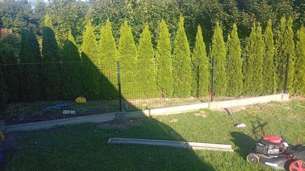 Tuje Szmaragd 220/240cm 24 szt