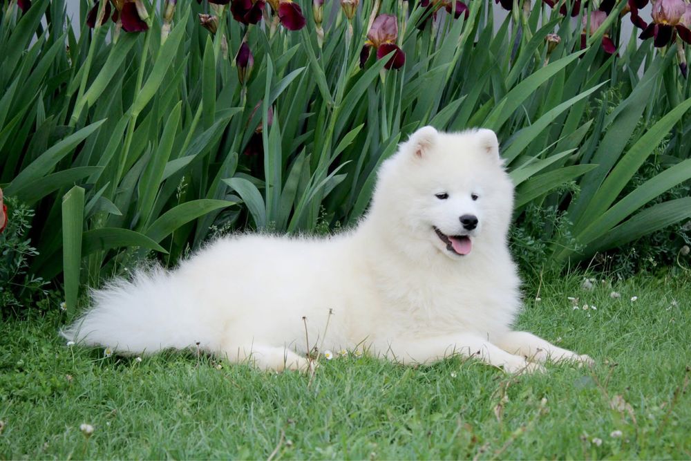 Чарівна дівчинка)