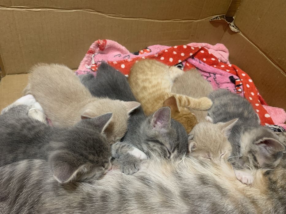 Кошенята шукають родину