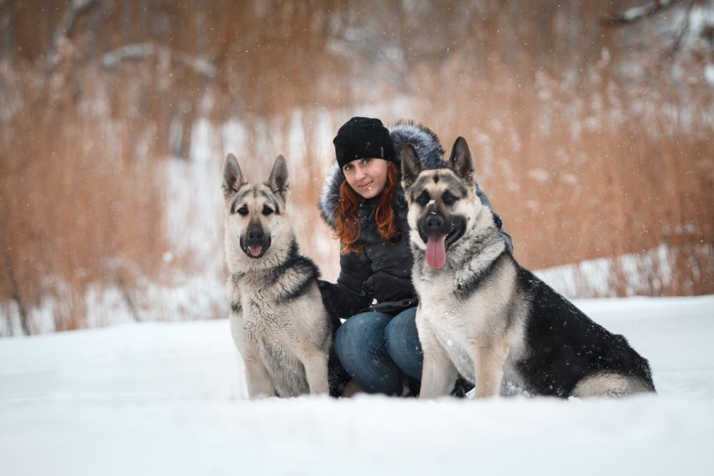 Яркие, крупные восточноевропейские овчарки, с родословной