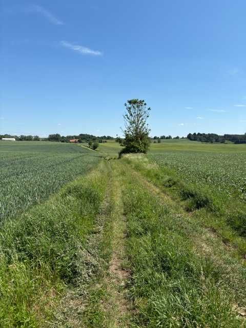 działki budowlane koło Kętrzyna / Pręgowo 50 arów z WZ - Widok 6