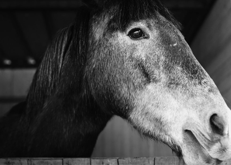 Poldra Cruzada de Saltos