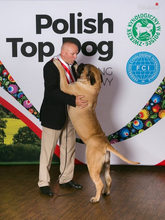 Bullmastiff szczenie