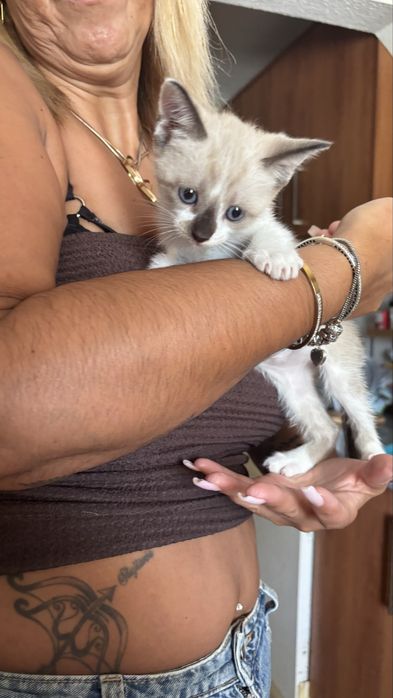gatinho siames bebe
