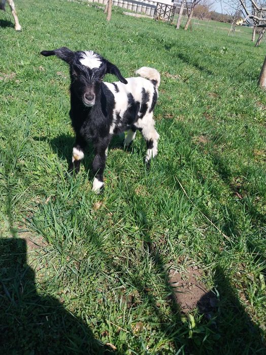 Продаються козенята