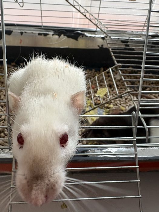 Віддам крисок в добрі руки