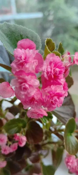 Бегония махровая вечноцветущая розовая, красная и белая