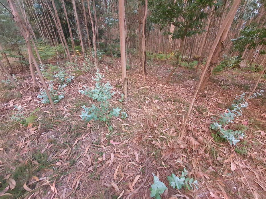 Terreno Florestal +/- 1 hectare Monte Córdova - Santo Tirso próximo ao Santuário da Nossa Sra da Assunção