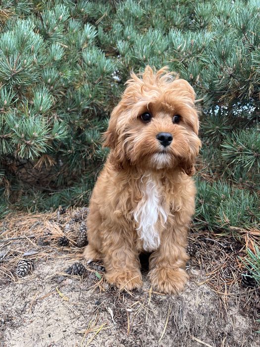 Кавапу (Cavapoo) хлопчик