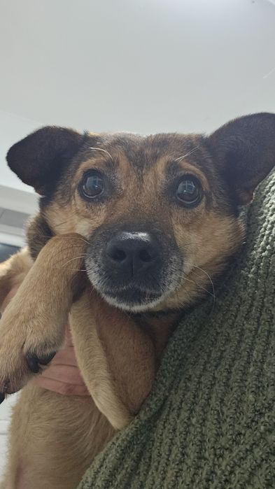 Знайдена собака (кобель)!