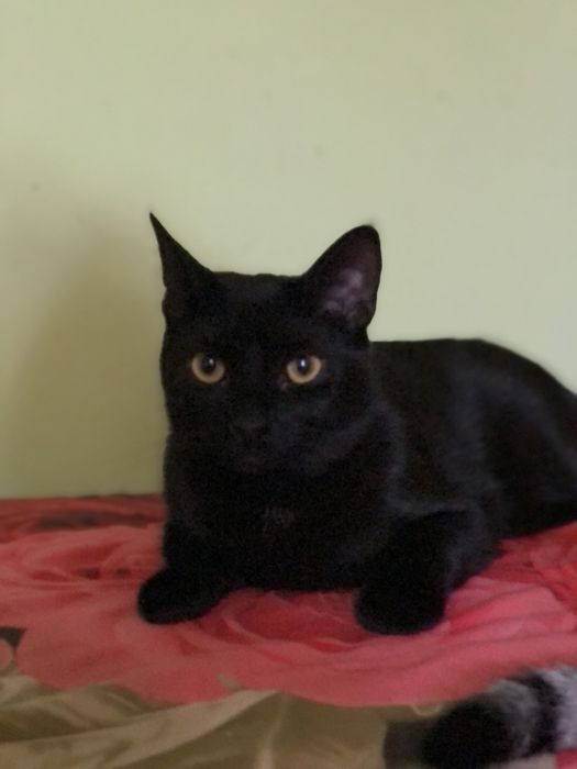 Котик 1 год бесплатно в семью