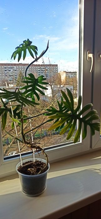 Філодендрон radiatum