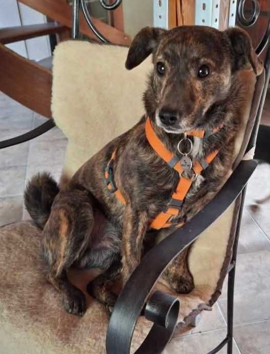 Cukierek mały piesek szuka domu