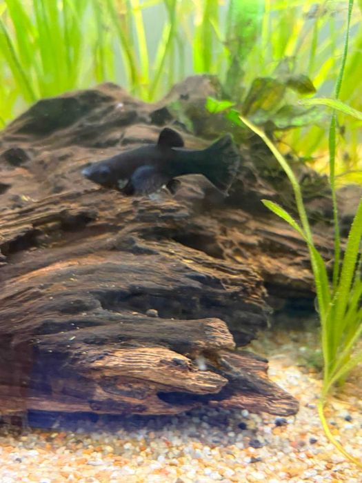 Sprzedam Molinezje Black Molly