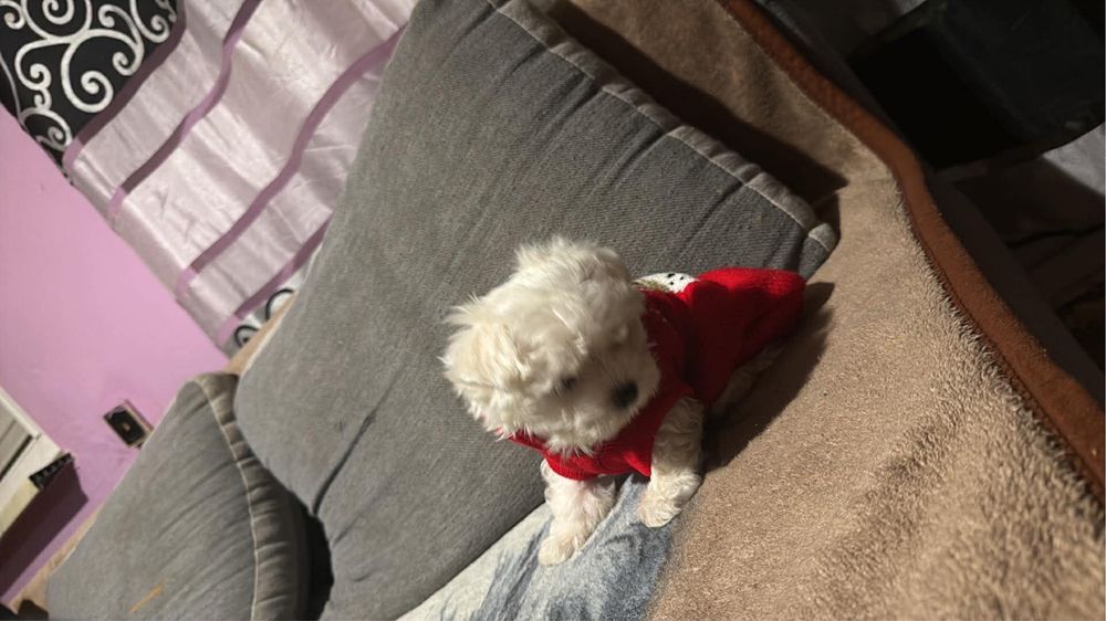 Maltanczyk Chlopczyk