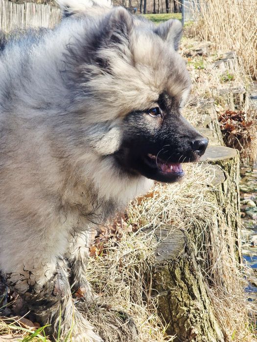 Szpic Wilczy/Keeshond