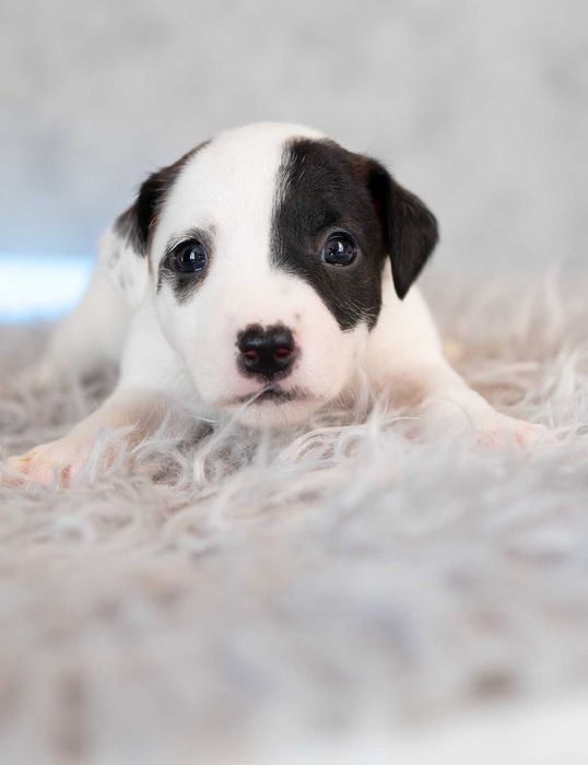 Parson Russell Terrier - samczyk ZKwP/FCI