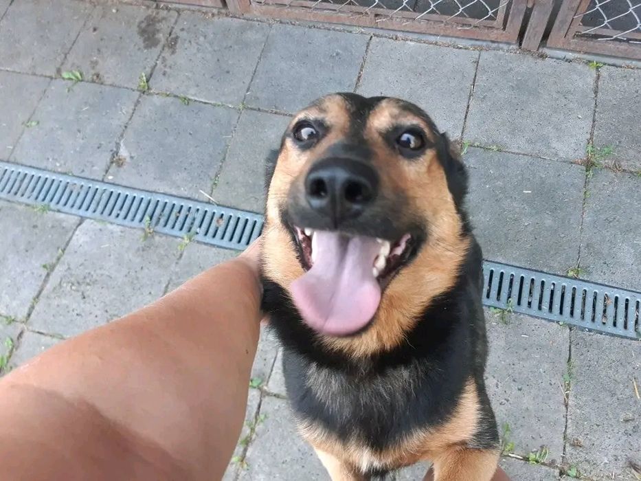 Piesek Prezes - ufny, łagodny SZUKA DOMU Pies adopcja