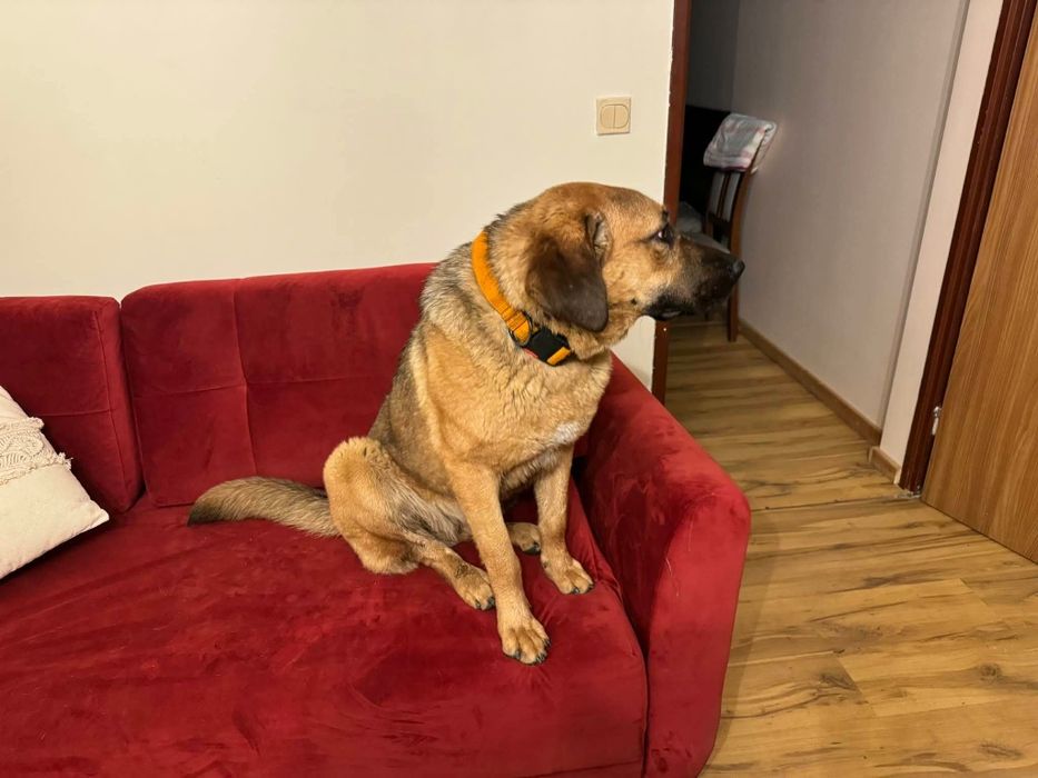 Mloda suczka do adopcji